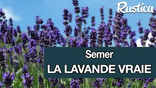 Semer la lavande vraie