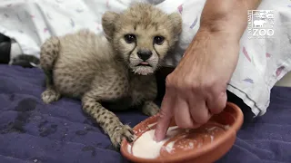 Cheetah Cub Kris Eating Solid Food and Full of Energy - Cincinnati Zoo