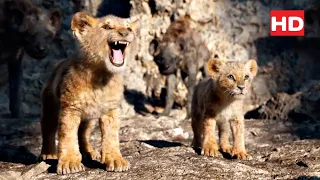 Simba and Nala run away from Hyenas ''The Lion King'' (2019) (1/6)