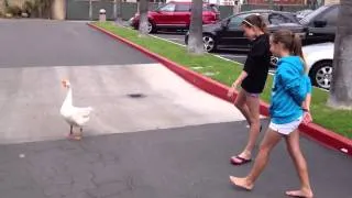 Attack of the goose