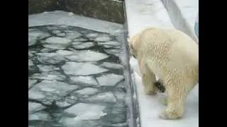 Белый медведь в Новосибирске