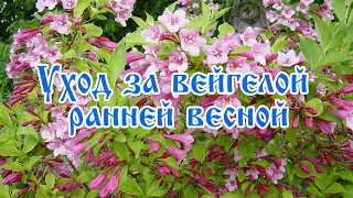 Уход за вейгелой ранней весной