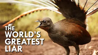 Lyrebird: The World’s Greatest Mimic