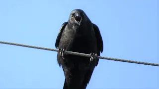 The Crow that HATES Me (Angry Crow Sounds)