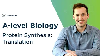 Protein Synthesis: Translation | A-level Biology | OCR, AQA, Edexcel