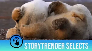 Playing polar bear cubs annoy their mum