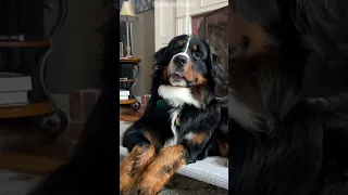 Compilation of My Rescue Bernese Mountain Dog’s Dramatic Pauses