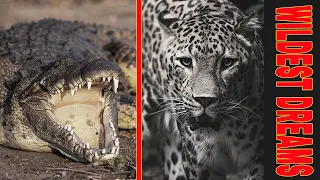 Zambia Safari Full Bag - Nile Crocodile, Leopard, Cape Buffalo Hunts and lots more!