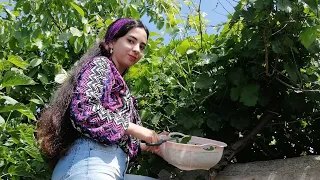 Picking grape leaves|Cooking dolma with leaves☘️🦆