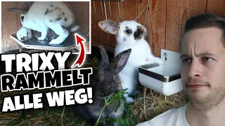 Häsin Trixy RAMMELT Babys weg!😲🤦‍♂️ (Tag 30/31) - #17 Rheinische Schecke 🐇 | Schustrich S 2.0 ⭐