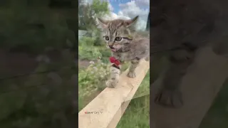 От улыбки хмурый день светлей ☀️❤️😁🐈🐕