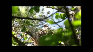 Птенец орлана белохвоста  Видео С В  Кондруховой