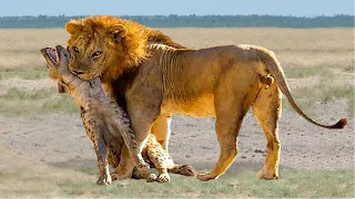 Гиена Пожалела Что Встретила Льва! Редкие Сражения Животных , Снятые на Камеру...