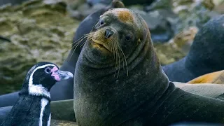 Tiny Penguins Fight Off Seals | BBC Earth