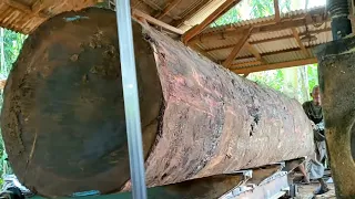 terbesar dan berbahaya penggergajian kayu langka dari hutan Amazon Brazil bahan baku papan mahal?