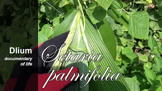 Palmgrass (Setaria palmifolia) - part 3