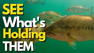 INCREDIBLE Underwater Footage of Bass | Bass Fishing Tips