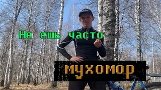 Не кушай часто Мухомор