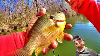 Easy Way To Catch JUMBO Shellcracker For Dinner  **Delicious Panfish**