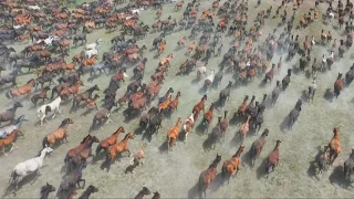 An amazing view of hundreds of galloping horses in Xinjiang