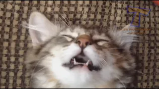 HILARIOUS CATS! The funniest cat montage EVER XD