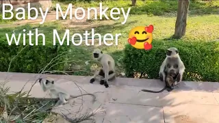 Baby monkey playing with his mother| Mother's Love | In Mandor Garden, Jodhpur