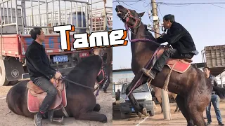 The horse trainer in Inner Mongolia is really amazing!