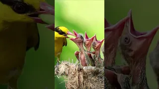 Golden Oriole (Oriolus oriolus) & baby bird #animals #birds #shorts