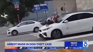 Arrest made in dog theft where victim clung to hood of getaway car in L.A.