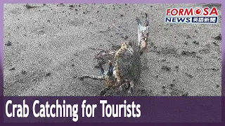 Ghost crab catching is a new tourist attraction in Pingtung fishing village