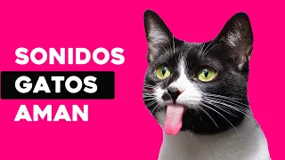 Sonidos que los Gatos Aman | Sonido para ATRAER GATOS