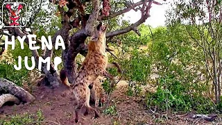 How hyenas steal leopard's food from a tree