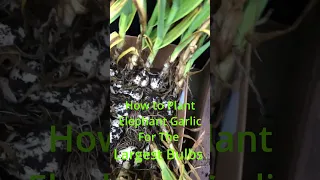 Grow Garlic bigger than a softball  #shorts #shortvideo #gardening #garden #garlic