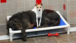 After Being Dumped At A Shelter, These Two Dogs Refused To Let Go Of Each Other