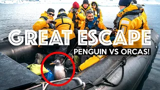 PENGUIN ESCAPES KILLER WHALES (By Jumping Onto Boat!) | Antarctica