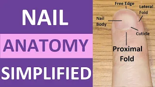 Nail Anatomy and Physiology Structure: Lunula, Eponychium, Hyponychium, Free Edge, Cuticle