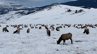 Wildlife Wonders Elk & Wolves