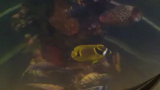 Raccoon Butterflyfish's Thunder Blitz