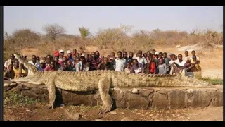 31 Foot Giant Crocodile Caught In Africa Paranormal News
