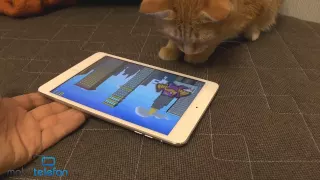 Игры для кошек на iPad: Game for Cats, Paint for Cats и Catzilla