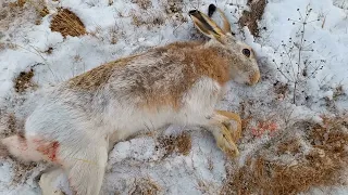 охота на зайца,06.11.2021, открытие сезона 2021-2022