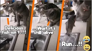 EPIC LAUGH : Curiosity Scared Cat Home 2021 Best of Funny cat Videos 🙀😹!!