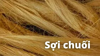 Sợi chuối sao vẫn chưa phổ biến?