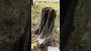 Biblical Tree Remains, The Cedar Remains From The Garden Of God