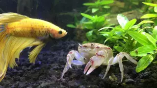 Betta Meeting New Freshwater crab