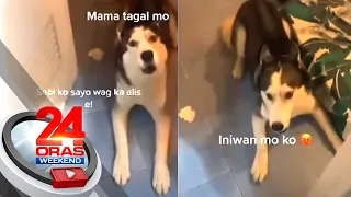 Aso, tila sinermonan ang kaniyang fur mom nang 'di siya isama sa lakad nito | 24 Oras Weekend