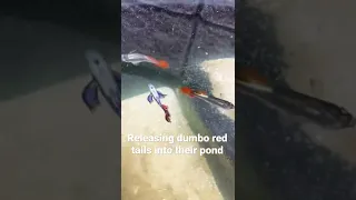 Releasing Dumbo Red Tailed Guppies into their Outdoor Pond