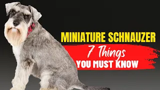 Miniature Schnauzers 101: What You Need to Know Before Adopting!