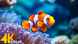 Aquarium 4K VIDEO ULTRA HD 🐠 Beautiful Coral Reef Fish   Relaxing Sleep Meditation Music #15