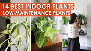 14 BEST INDOOR PALNTS FOR DECORATION - Low Maintenance Air Purifying Houseplants | Indoor Plants